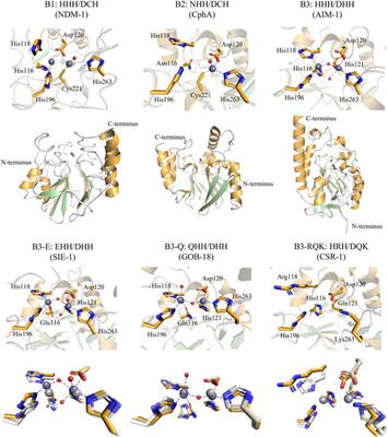 Structure, function, and evolution of metallo-β-lactamases from the B3 subgroup—emerging targets to combat antibiotic resistance